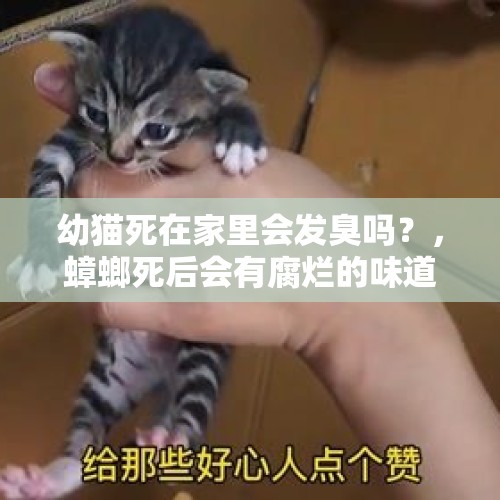 幼猫死在家里会发臭吗？，蟑螂死后会有腐烂的味道吗？