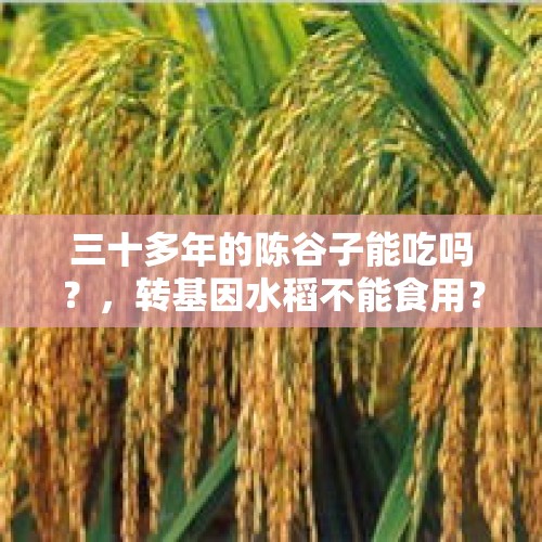 三十多年的陈谷子能吃吗？，转基因水稻不能食用？