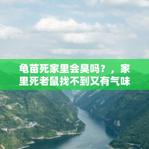 龟苗死家里会臭吗？，家里死老鼠找不到又有气味咋办？