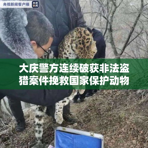 大庆警方连续破获非法盗猎案件挽救国家保护动物14只