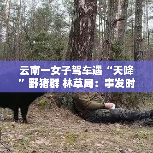 云南一女子驾车遇“天降”野猪群 林草局：事发时猎捕队正围猎，野猪从百米悬崖跌落公路