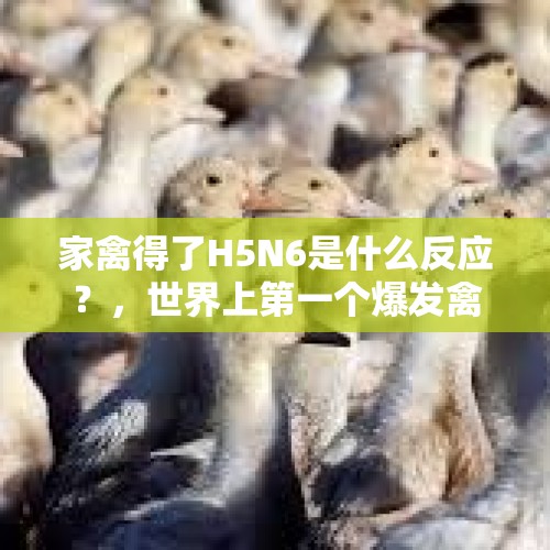 家禽得了H5N6是什么反应？，世界上第一个爆发禽流感的地区是哪？