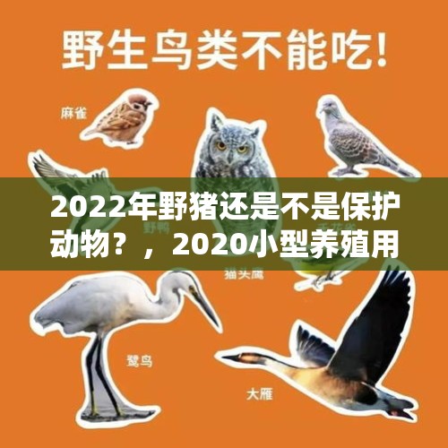 2022年野猪还是不是保护动物？，2020小型养殖用地规定？