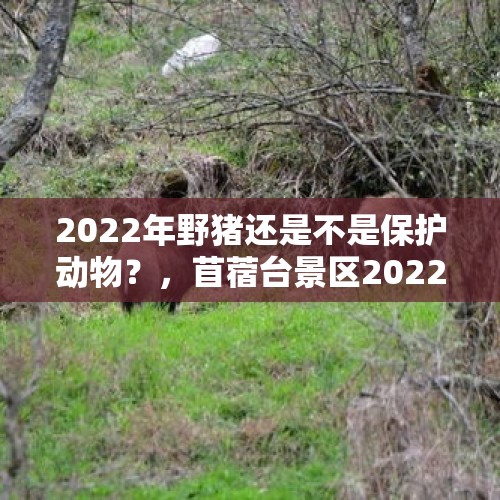 2022年野猪还是不是保护动物？，苜蓿台景区2022年几月份开放？