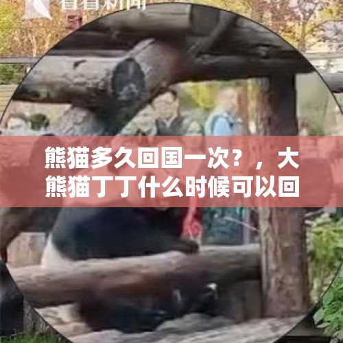 熊猫多久回国一次？，大熊猫丁丁什么时候可以回国？