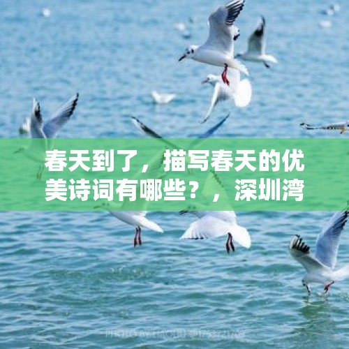 春天到了，描写春天的优美诗词有哪些？，深圳湾的海鸥什么时候起飞？