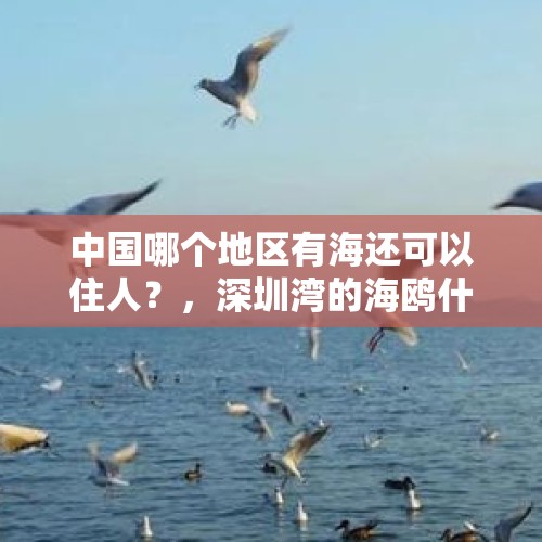 中国哪个地区有海还可以住人？，深圳湾的海鸥什么时候起飞？