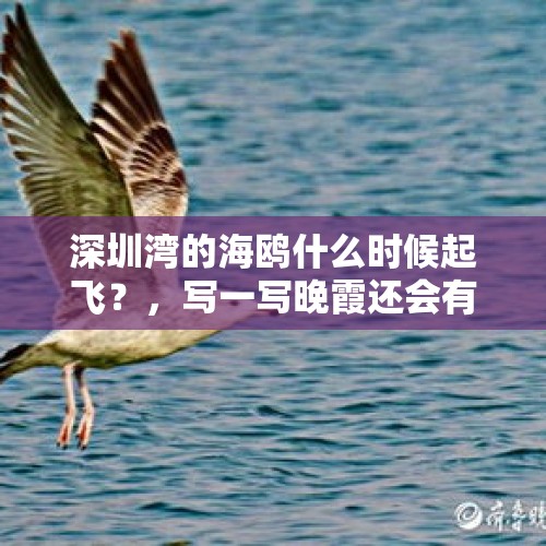 深圳湾的海鸥什么时候起飞？，写一写晚霞还会有哪些神奇的变化？