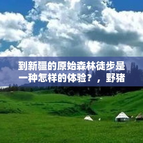 到新疆的原始森林徒步是一种怎样的体验？，野猪什么时候不受保护了？