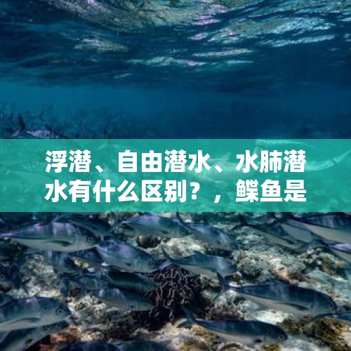 浮潜、自由潜水、水肺潜水有什么区别？，鲽鱼是什么鱼的尾巴？