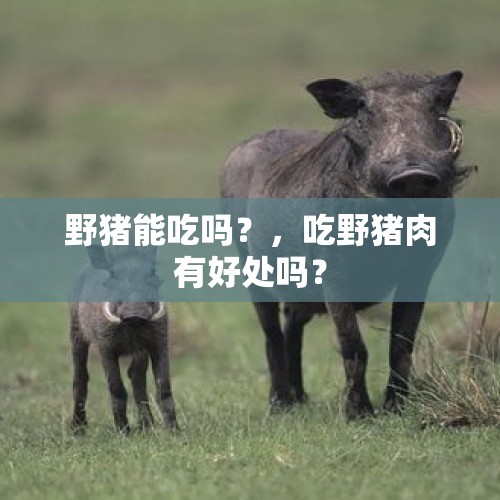 野猪能吃吗？，吃野猪肉有好处吗？