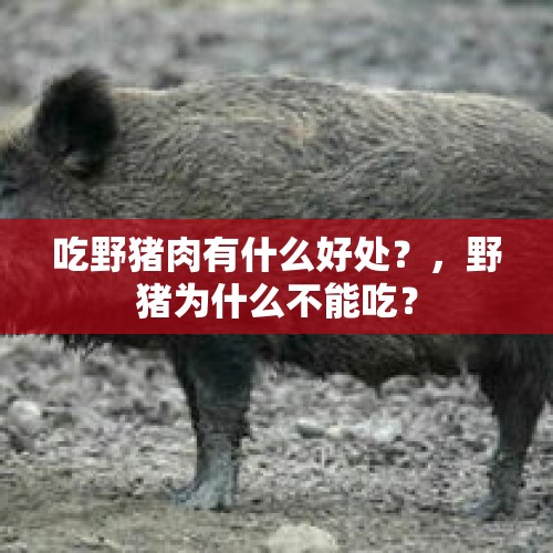 吃野猪肉有什么好处？，野猪为什么不能吃？