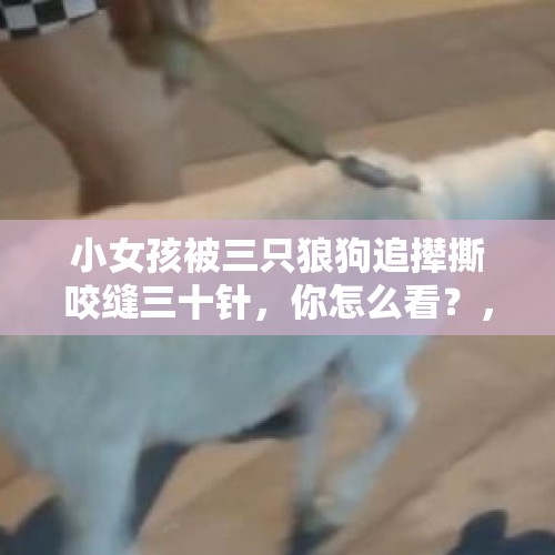 小女孩被三只狼狗追撵撕咬缝三十针，你怎么看？，三只羊全额缴纳罚款