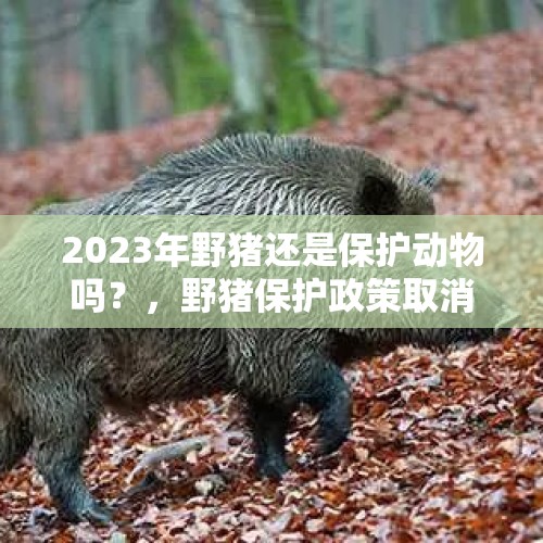 2023年野猪还是保护动物吗？，野猪保护政策取消了吗？