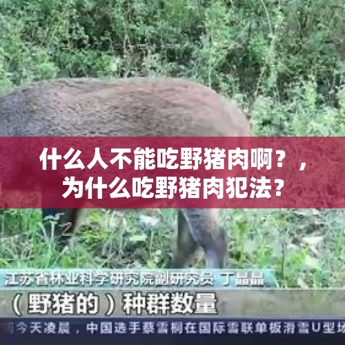 什么人不能吃野猪肉啊？，为什么吃野猪肉犯法？