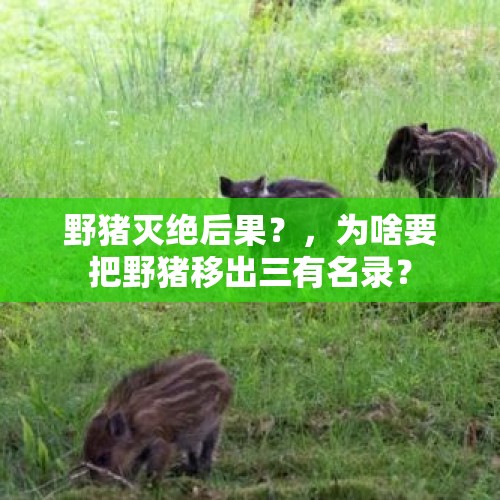 野猪灭绝后果？，为啥要把野猪移出三有名录？