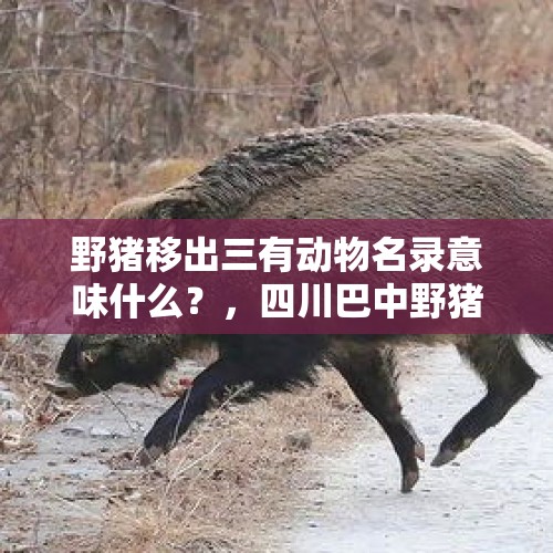 野猪移出三有动物名录意味什么？，四川巴中野猪泛滥成灾，捕杀队两天半捕杀了8头，为何会出现这么多野猪？捕杀后的野猪能吃吗？