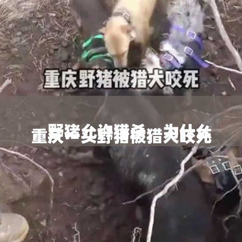 
重庆一头野猪被猎犬咬死，野猪允许猎杀，为什么野猪肉不让人吃？，野猪肉能吃吗？