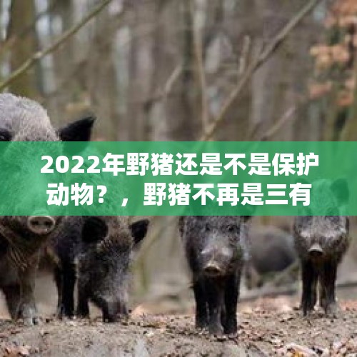 2022年野猪还是不是保护动物？，野猪不再是三有动物意味着什么？