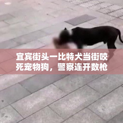 宜宾街头一比特犬当街咬死宠物狗，警察连开数枪将其击毙，你对此事怎么看？，玉溪一网友散步时遇狗被追咬，在公共场所“放狗”撒欢真的好吗？