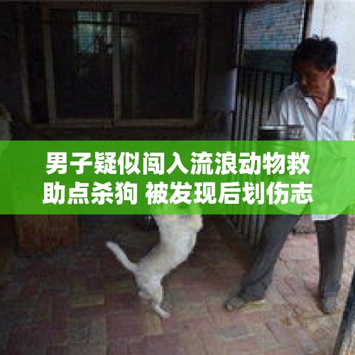 男子疑似闯入流浪动物救助点杀狗 被发现后划伤志愿者 当地警方：正在核查中 - 今日头条