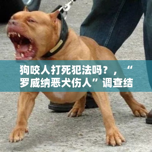 狗咬人打死犯法吗？，“罗威纳恶犬伤人”调查结果来了：内外勾结卖狗证，你怎么看？