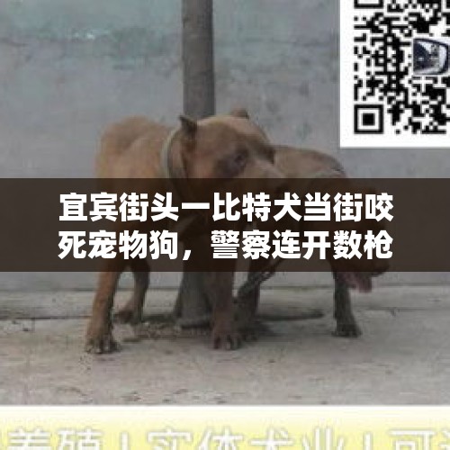 宜宾街头一比特犬当街咬死宠物狗，警察连开数枪将其击毙，你对此事怎么看？，宠物狗来咬我，我不小心把狗打死，狗的主人让我赔3万，该赔吗？