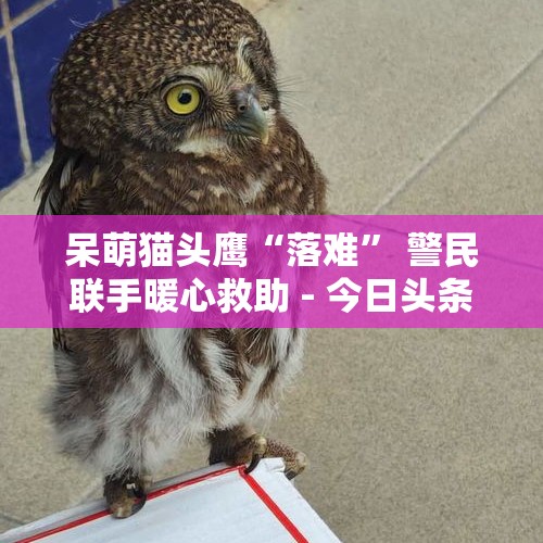 呆萌猫头鹰“落难” 警民联手暖心救助 - 今日头条