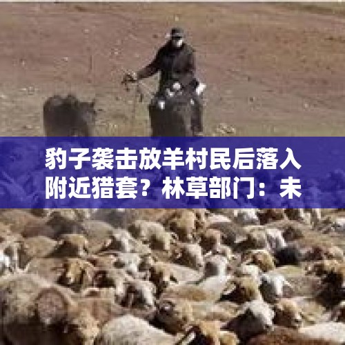 豹子袭击放羊村民后落入附近猎套？林草部门：未采信村民说法，具体情况仍在调查中 - 今日头条