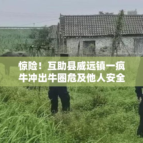 惊险！互助县威远镇一疯牛冲出牛圈危及他人安全被巡警果断击毙, 你怎么看？，牛疯了被击毙后怎么处理？