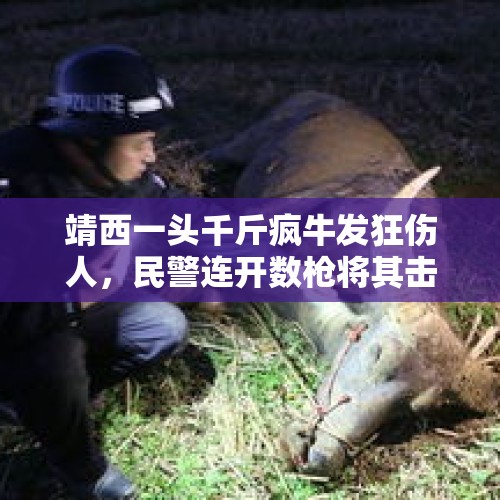 靖西一头千斤疯牛发狂伤人，民警连开数枪将其击毙, 你怎么看？，疯牛失控被民警击毙