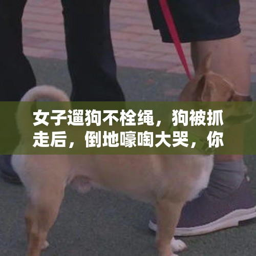 女子遛狗不栓绳，狗被抓走后，倒地嚎啕大哭，你如何评价？，高空抛物物业有责任吗，你怎么看？