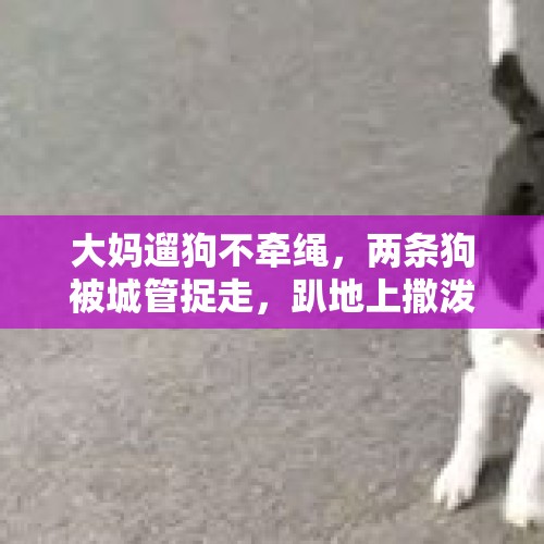 大妈遛狗不牵绳，两条狗被城管捉走，趴地上撒泼打滚，怎么回事？，通报2城管倒地不起