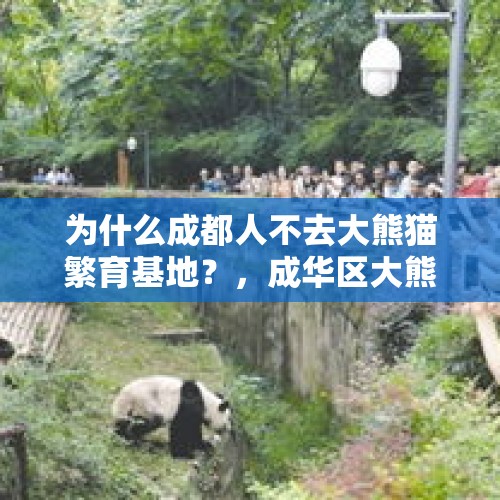 为什么成都人不去大熊猫繁育基地？，成华区大熊猫基地现在还可以去吗？