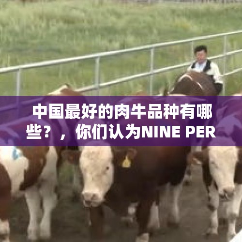 中国最好的肉牛品种有哪些？，你们认为NINE PERCENT怎么样？