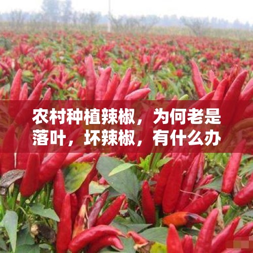 农村种植辣椒，为何老是落叶，坏辣椒，有什么办法没？，苏57炫技展示落叶飘