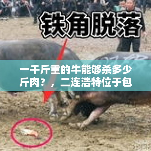 一千斤重的牛能够杀多少斤肉？，二连浩特位于包头什么方位，多少公里？