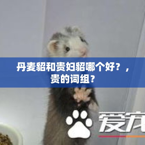 丹麦貂和贵妇貂哪个好？，贵的词组？