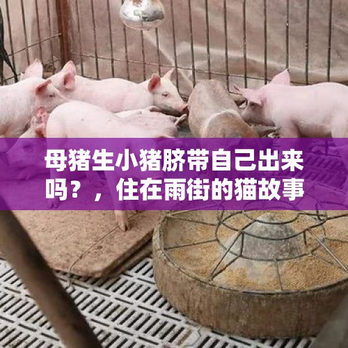 母猪生小猪脐带自己出来吗？，住在雨街的猫故事原文？