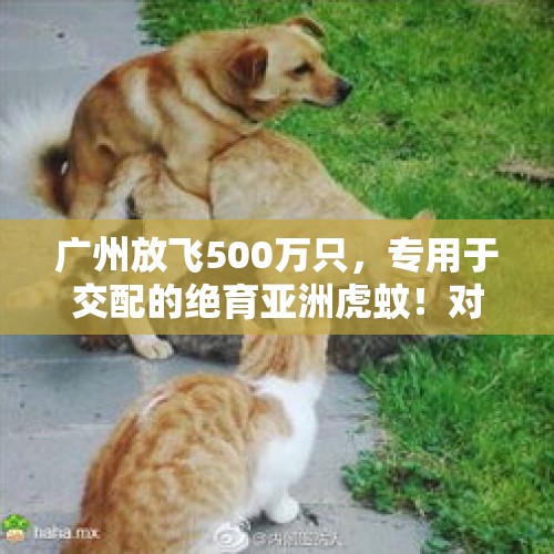 广州放飞500万只，专用于交配的绝育亚洲虎蚊！对人有攻击性吗？，蚊子绝育有多可怕？