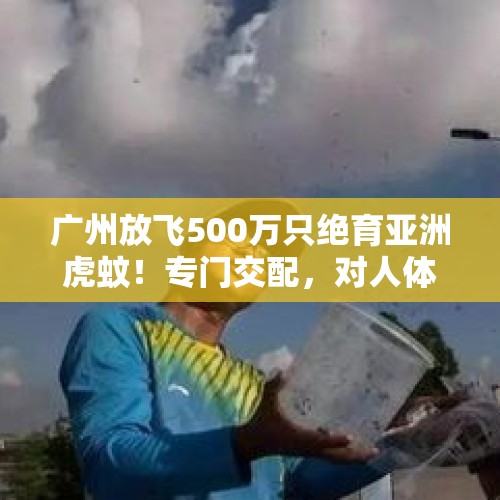 广州放飞500万只绝育亚洲虎蚊！专门交配，对人体没有攻击性？，带编号的蚊子哪来的？