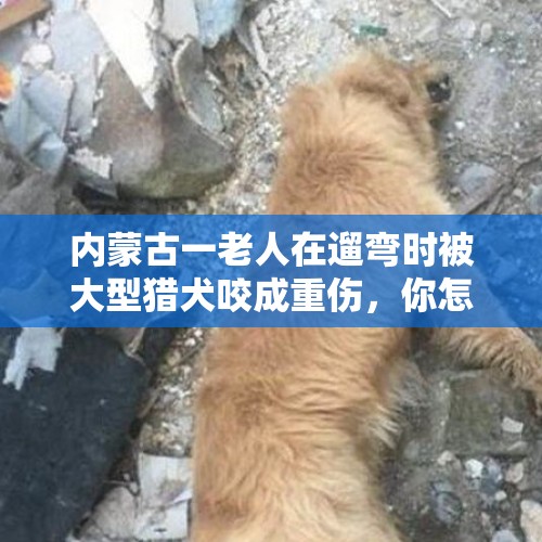 内蒙古一老人在遛弯时被大型猎犬咬成重伤，你怎么看这件事？，昆山市：女子遛狗不牵绳，宠物狗撞倒老人或赔100万元, 你怎么看？