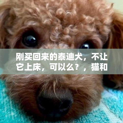 刚买回来的泰迪犬，不让它上床，可以么？，猫和狗哪个更适应野外？