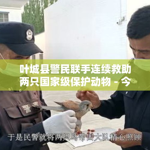 叶城县警民联手连续救助两只国家级保护动物 - 今日头条