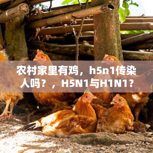 农村家里有鸡，h5n1传染人吗？，H5N1与H1N1？