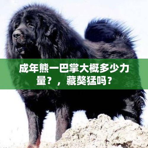 成年熊一巴掌大概多少力量？，藏獒猛吗？