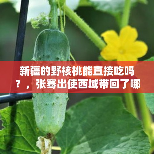 新疆的野核桃能直接吃吗？，张骞出使西域带回了哪些食物？