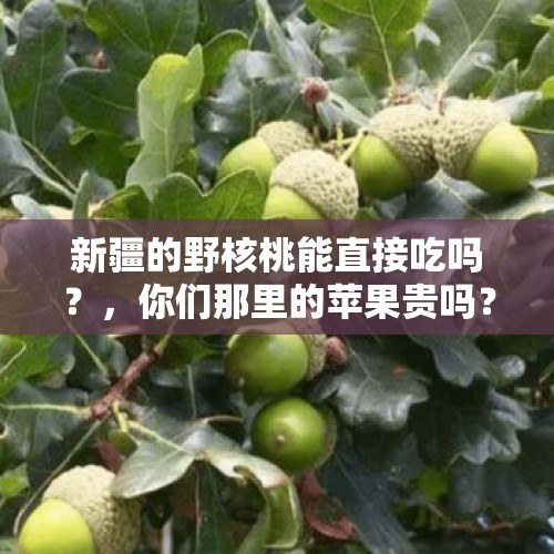 新疆的野核桃能直接吃吗？，你们那里的苹果贵吗？