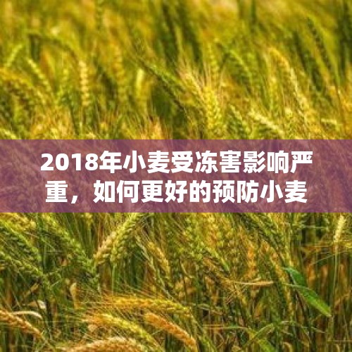 2018年小麦受冻害影响严重，如何更好的预防小麦倒春寒？，冷空气横扫大江南北