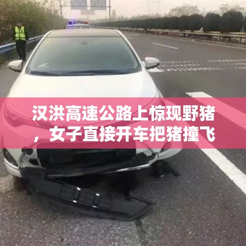 汉洪高速公路上惊现野猪，女子直接开车把猪撞飞，交警：做得对, 你怎么看？，德玛西亚杯IG2：0EDG，是厂长的问题吗？怎么评价厂长？